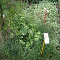 Stipa capillata